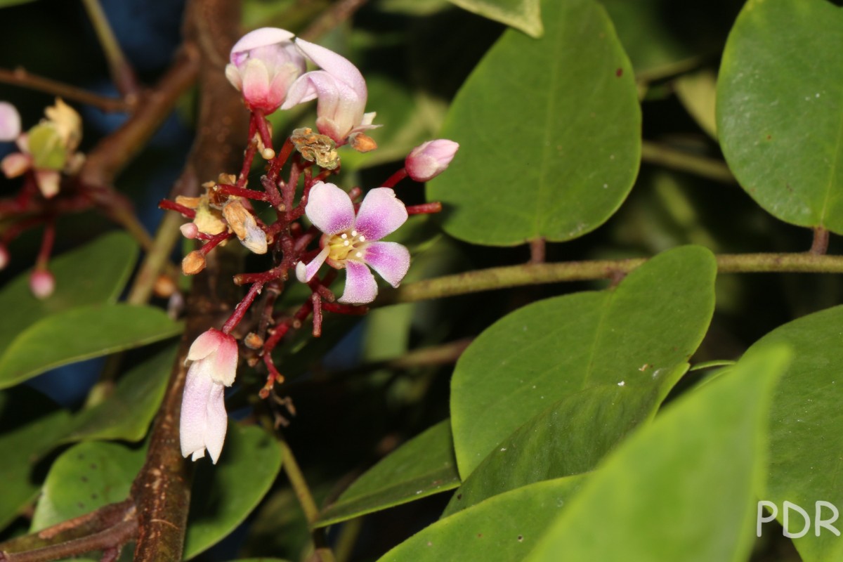 Averrhoa carambola L.